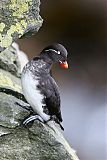 Parakeet Auklet